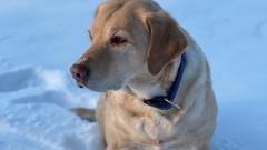 Ein beiger Hund sitzt im Schnee